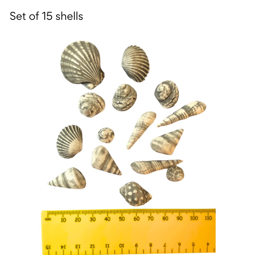 Sea Shells Full Set (15)